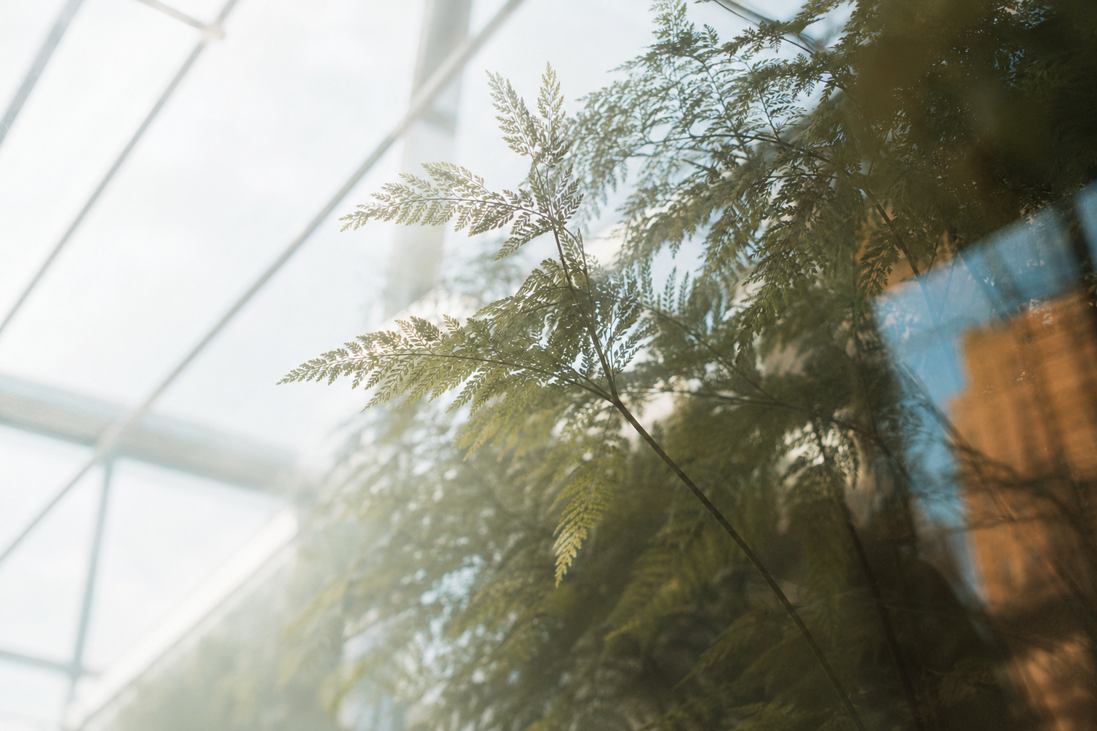 Sunlight fills a bright greenhouse around delicate green foliage.